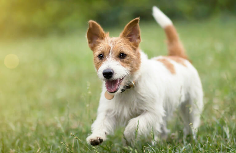 Fences for Small Dogs - Reddi Fence Wichita KS